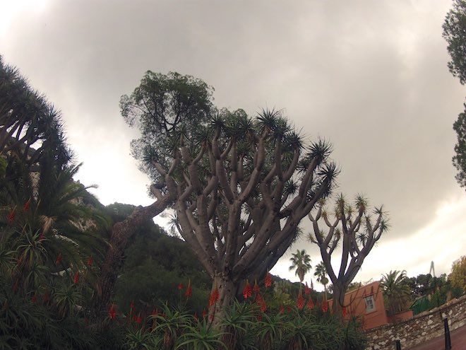 Cebelitarık Alameda Botanik Bahçesi &ndash; Yolda Kal