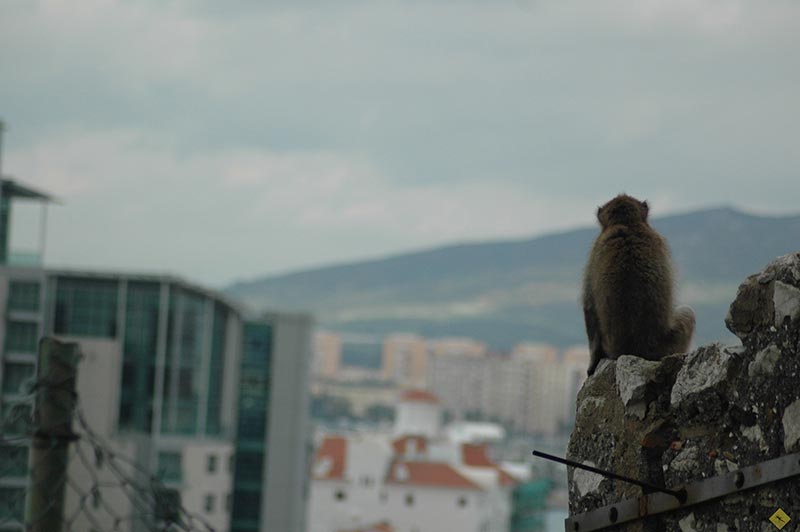 Cebelitarık Berberi Makakları – Yolda Kal